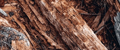 merule sur bois de chauffage